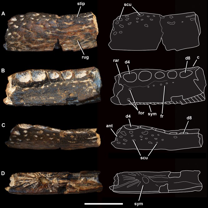 Four different views of the jaw bone: top, bottom, and both sides. 