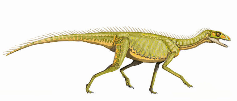 A dinosaur that likely walked on all fours. It had narrow legs and a long tail.