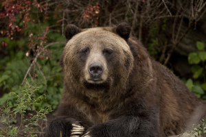 Photo of a grizzly bear staring at the camera against a backdrop of red and green leaves