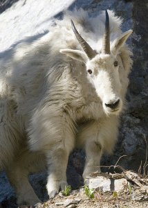 Photo of large white mountain goat, head cocked, looking at camera