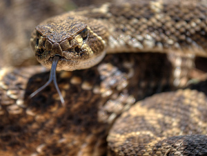 Photo of a close-up shot of a coiled rattlesnake, its tongue extended towards the camera