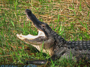 Image of alligator's head in profile, with mouth wide open