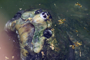 Photo of a close-up head shot of a turtle emerging from water. Its nose, eyes, and hooked beak mouth are prominent