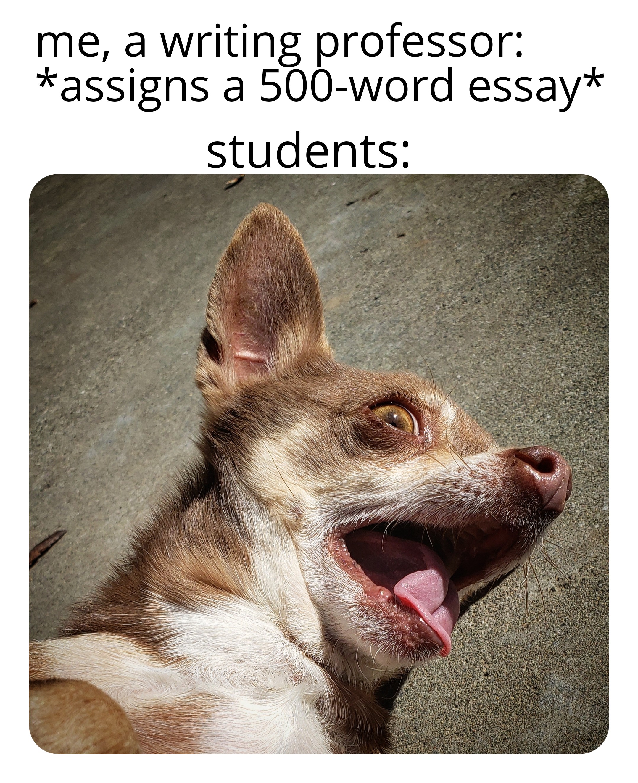 chihuahua hace una cara dramática con texto superpuesto: “yo, un profesor de escritura: *asigna ensayo de 500 palabras*; estudiantes: *cara dramática chihuahua *”
