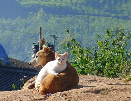 cat-dog-friends.jpg