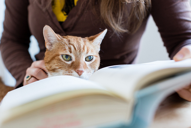 cat in front of an open book, being held in the lap of a woman in the background