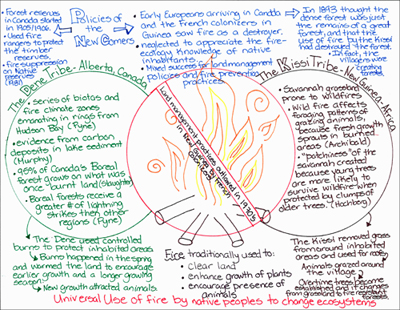 Image titled Universal Use of fire by native peoples to change ecosystems. Three circles filled with text are central: a red one in the middle, with a drawing of a fire. Written across the fire: Land management practices outlawed in 1970’s in New Guinea by French colonizers. On left, a green circle labeled The Dine Tribe - Alberta, Canada. Inside the circle: series of biogas and fire climate zones emanating in rings from Hudson Bay (Pyne), evidence from carbon deposits in lake sediment (Murphy), 95% of Canada’s Boreal forest grows on what was once burnt land (Slaughter), Boreal forests receive a greater # of lightning strikes then [sic] other regions (Pyne). Continuing below the circle: The Dene used controlled burns to protect the inhabited areas. Burns happened in the spring and warmed the land to encourage earlier growth and a longer growing season. New growth attracted animals. On right, a brown circle labeled The Kissi Tribe - New Guinea - Africa. Inside the circle: Savannah grassland prone to wildfires, wild fire affects foraging patterns of grazing animals, because fresh growth sprouts in burned areas (Archibald), “patchiness” of the savannah created because young trees are more likely to survive wildfire when protected by clumps of older trees (Hochberg). Continuing outside the circle: The Kissi removed grass from around inhabited areas and used for roofs. Animals grazed around the village. Over time trees became established and it changes from grassland to fire resistant forests. Above the circles, in blue: Policies of the New Comers: Forest reserves in Canada started in 1905/1906. Used fire rangers to protect the timber reserves. Fire suppression on Native reserves (1981). Early Europeans arriving in Canada and the French colonizers in Guinea saw fire as a destroyer. Neglected to appreciate the fire-ecology knowledge of native inhabitants. Mixed success for land management policies and fire prevention practices. In 1893 thought the dense forest was just the remains of a great forest, and that the use of fire by the Kissi had destroyed the forest. In fact, the villagers were creating forests.