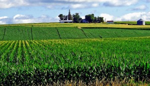 corn-crop-300x172.jpg