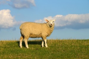 sheep-759816_640-300x200.jpg