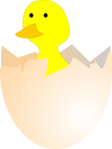 chick-155546_640-225x300.png