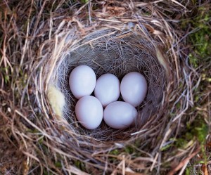 birds-nest-788680_640-300x249.jpg