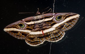 moth-645812_640-300x191.jpg
