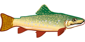 trout-294469_640-300x150.png