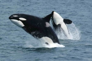 Killerwhales_jumping-300x199.jpg