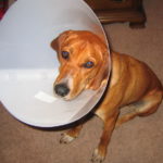 Dog with a plastic head cone (to help recuperation)
