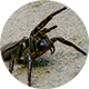 Round image (like an email avatar) of a spider