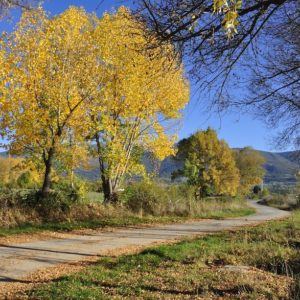 Photo of a country road in autumn. The sky is clear and the leaves on the trees are yellow.