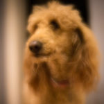 Photo of a dog looking handsome in soft focus