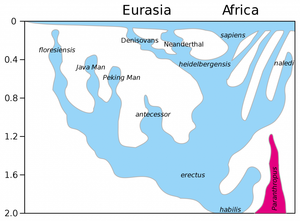 2000px-Homo_lineage_2017update.svg_-1024x756.png