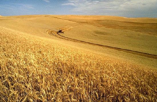 Wheat_harvest.jpg