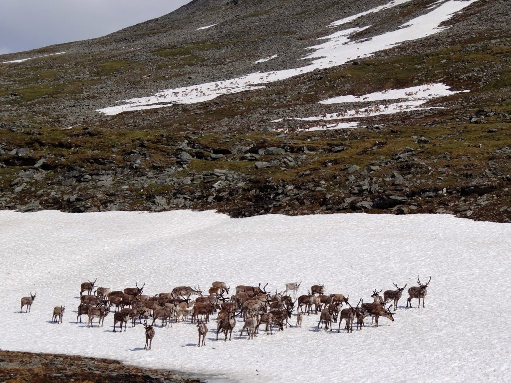Reindeer-on-the-rocks-1024x768.jpg