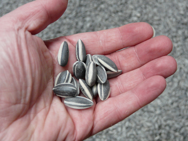 Una docena de réplicas de porcelana de semillas de girasol. Alguien sostiene las semillas artificiales. Las semillas han sido elaboradas con un detalle increíble, dándoles la ilusión de ser semillas reales.