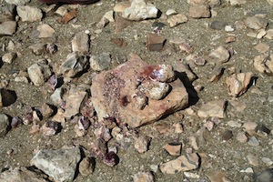 A pile of rocks; some clearly have bright red portions, which red pigment can be retrieved from.