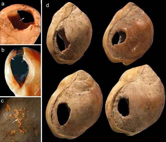 Five photographs of the sea snail shells used by Homo sapiens to make beads. The photographs show uniformly colored and sized shells with holes carved into them.