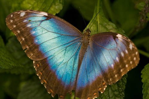 a brilliant blue butterfly rests on a leaf