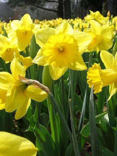 bright yellow daffodils