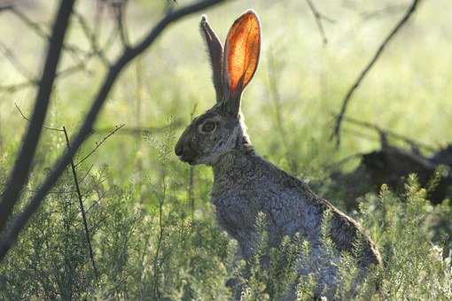 a rabbit in a field under a tree sitting still with ears open