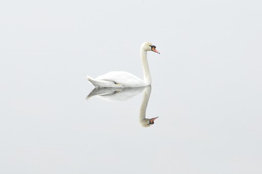 Cisne blanco sentado en el agua