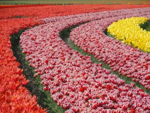 A tulip field with red, red and white, and yellow tulips.