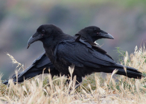 Photo of two ravens on the ground. Each is facing the opposite direction, off camera