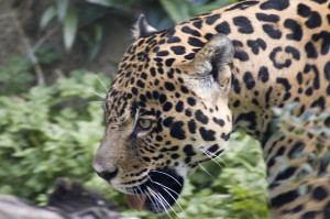 Photo of jaguar's head against a jungle backdrop