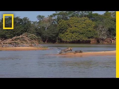 Thumbnail for the embedded element "Jaguar Attacks Crocodile Cousin (EXCLUSIVE VIDEO) | National Geographic"