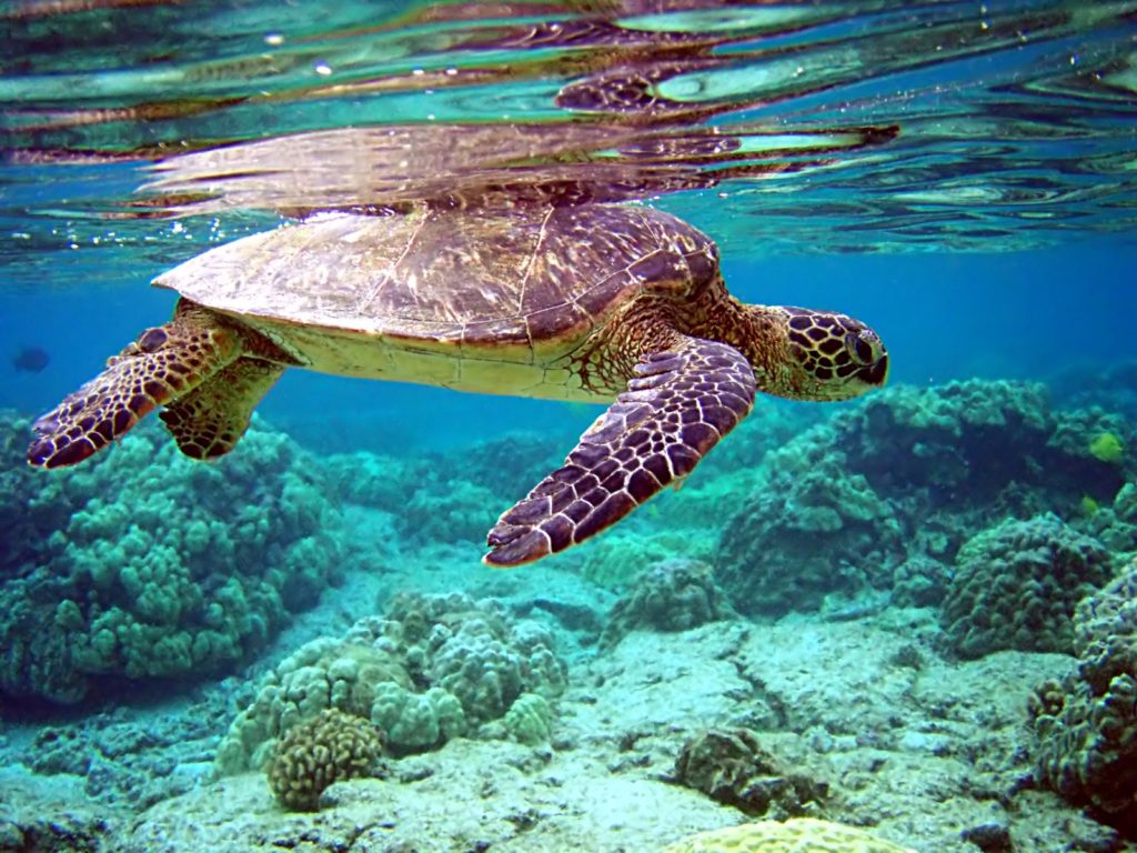 sea turtle under water
