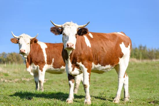 two brown and white cows in a pasture