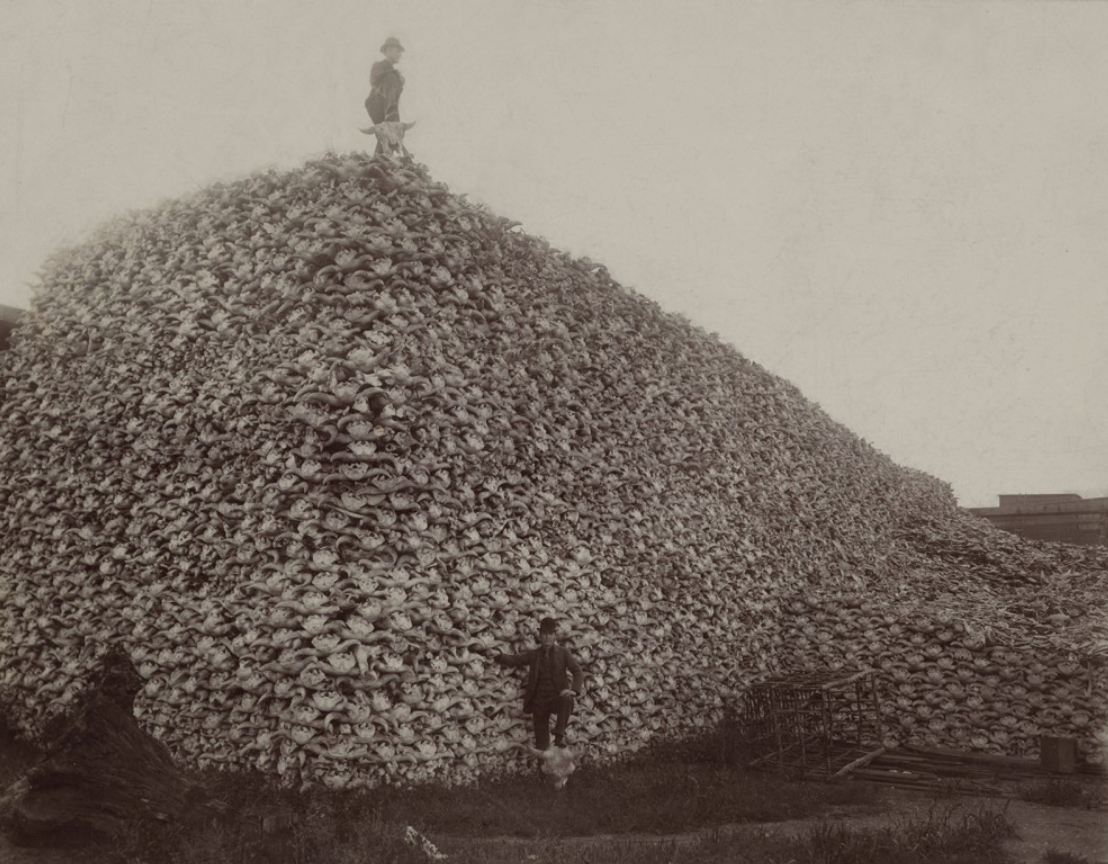 While bison supplied leather for America’s booming clothing industry, the skulls of the animals also provided a key ingredient in fertilizer. This 1870s photograph illustrates the massive number of bison killed for these and other reasons (including sport) in the second half of the nineteenth century. Photograph of a pile of American bison skulls waiting to be ground for fertilizer, 1870s. Wikimedia, http://commons.wikimedia.org/wiki/File:Bison_skull_pile_edit.jpg.