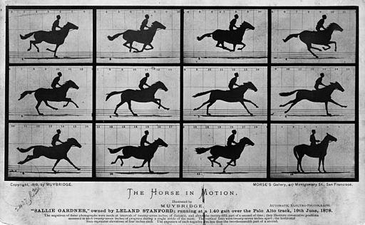 The Horse in Motion. Eadweard Muybridge, 1878. Public Domain Image.