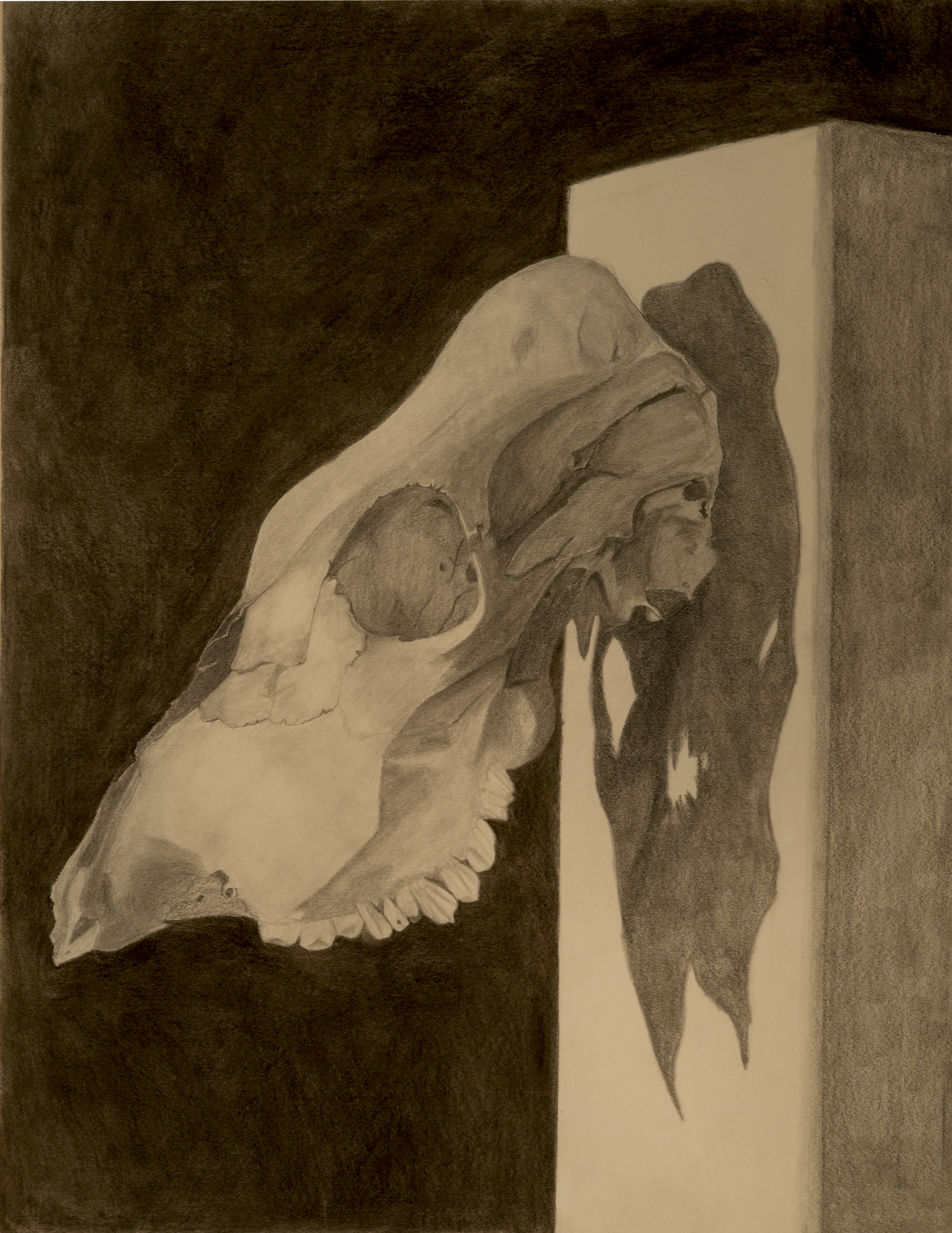 Aguirre. Charcoal Skull Drawing (1-6 sec at f - 14).jpg