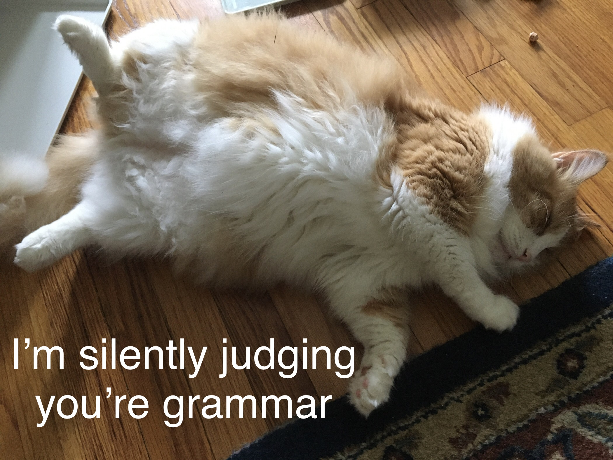 Image of cat asleep with text "I'm silently judging you're grammar"