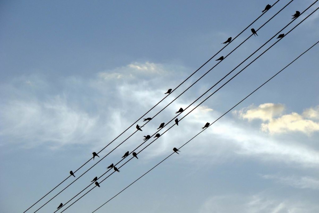 Birds on five parallel telephone wires, resembling staves