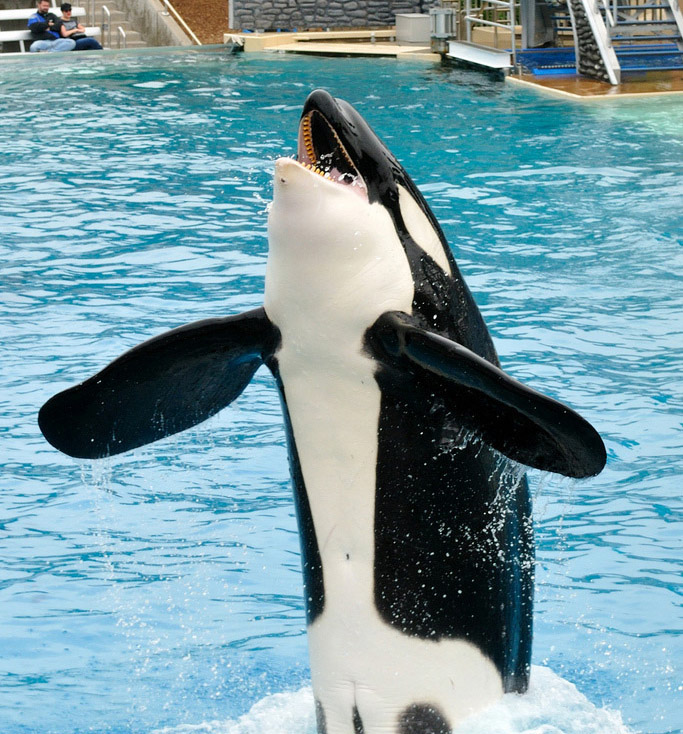 Photo of Shamu the Killer Whale at Sea World, rising out of a pool.