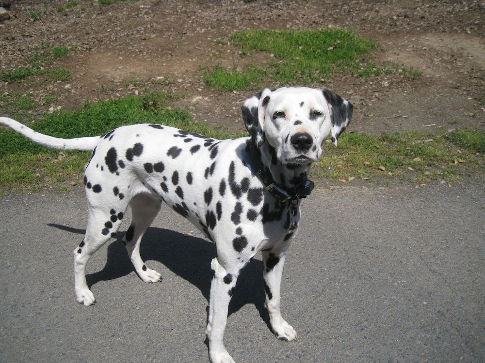 A Dalmatian dog; white with black spots.