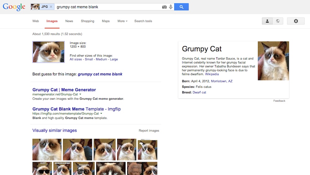 A page of Google Image Search results, with an image of the “grumpy cat” Internet meme as the search query and a number of “grumpy cat” websites and images listed as the results.