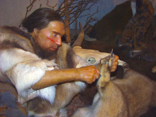 This image depicts a model of a neanderthal skinning an animal.