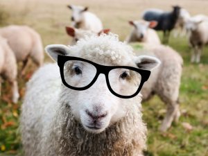 A nice sheep wearing glasses