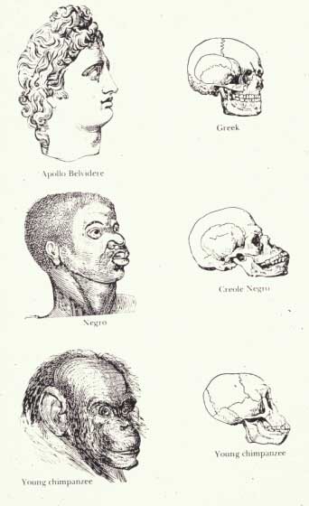 Figure 1 shows a drawing of a 'Caucasian' head (labeled Apollo Belvidere' and skull (labeled 'Greek') in profile at the top of the image, in the middle is a 'Negro' head and skull (labeled Creole Negro' in profile, and on the bottom, is a 'young chimpanzee' head and skull in profile.