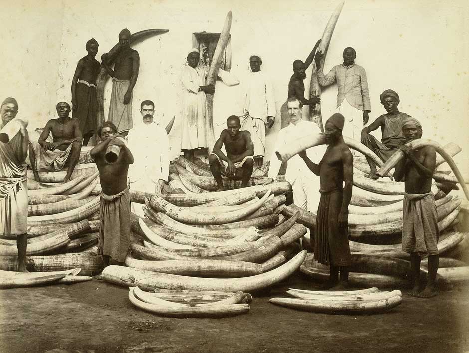 Photo depicting the ivory trade in East Africa in the 1880s or 1890s. There are waist-high piles of elephant tusks with 14 African workers standing or sitting among them.